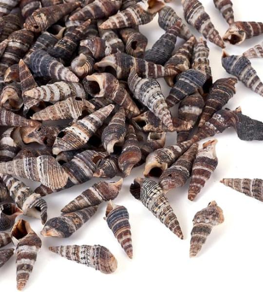 أصداف بحرية طبيعية سوداء للأعمال اليدوية